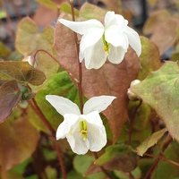 Epimedium x youngianum 'Niveum'